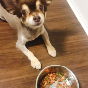 「チワワ」＼愛犬の口臭ケアモニター募集／愛犬の写真や動画が商品PRに⁉ラブリービー【20名様】の投稿画像