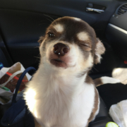 「助手席が好き」＼愛犬の口臭ケアモニター募集／愛犬の写真や動画が商品PRに⁉ラブリービー【20名様】の投稿画像