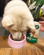 MREフードプラスMREDフードプラスを初めて1ヶ月ほどが経ちました。我が家のシュン君は、食欲もあり吠えた時の声の張りが出て、元気いっぱいの毎日を送っています。これからもMREDフードプラスを続&hellip;のInstagram画像