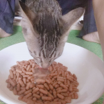 *MREフードプラス前回は3匹いるうち2匹しか食べへんかったけど3匹全員食べるように⸜(*˙꒳˙*)⸝もりもり食べてました😁👍.健康状態は見た感じ分かりませんがお通じが&hellip;のInstagram画像