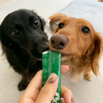 ✶✶.モニターで頂いたMREフードプラスを続けて1ヶ月🌿.体調も崩さず絶好調🐶🐶いつも、季節の変わり目に🍂お腹の調子が悪くなるエルフィさんそれもなく元気に過ごしてま&hellip;のInstagram画像