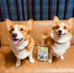 今回ペット用のミルクをモニターさせていただきました🐶#兼松ウェルネス株式会社 で製造されている#ペットアイジージー という機能性ミルクです🍼こちらの商品は母子免疫の理論を応用して作られた【&hellip;のInstagram画像