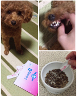 #ラブリービー  使ってみました！歯磨きが難しく、トリミングのときにやってもらっていたのですが、歯石がついてしまってました。 ・自分で歯磨きは嫌がって難しいですが、こちらは飲んで歯をキレイ&hellip;のInstagram画像