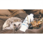 🦔📷tony.これ、ペット飼ってる人にはいいかも💡🦔🐱.除菌力🙆&zwj;♀️消臭力🙆&zwj;♀️コスパ🙆&zwj;♀️🙆&zwj;♀️🙆&zwj;♀️で毎日バシャバシャ使ってます。ペットにも安心して使&hellip;のInstagram画像