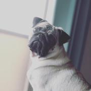 「ぶちゃいくで愛嬌たっぷりの3歳です」【第2弾!!】＼愛犬の口臭ケアモニター募集／愛犬の動画や写真が商品PRに⁉ラブリービー【20名様】の投稿画像