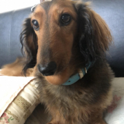 「我が家の可愛い子達」【第2弾!!】＼愛犬の口臭ケアモニター募集／愛犬の動画や写真が商品PRに⁉ラブリービー【20名様】の投稿画像