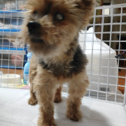 「モコ」【第2弾!!】＼愛犬の口臭ケアモニター募集／愛犬の動画や写真が商品PRに⁉ラブリービー【20名様】の投稿画像