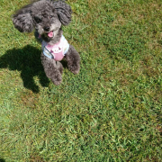 「ボール遊びも大好き」【第2弾!!】＼愛犬の口臭ケアモニター募集／愛犬の動画や写真が商品PRに⁉ラブリービー【20名様】の投稿画像