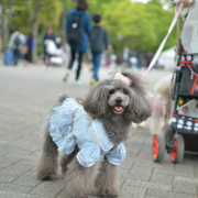 「笑顔溢れる＊」【第2弾!!】＼愛犬の口臭ケアモニター募集／愛犬の動画や写真が商品PRに⁉ラブリービー【20名様】の投稿画像