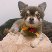「愛犬チワワ」【第2弾!!】＼愛犬の口臭ケアモニター募集／愛犬の動画や写真が商品PRに⁉ラブリービー【20名様】の投稿画像