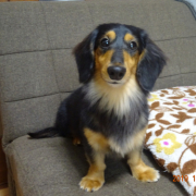 「　　」【第2弾!!】＼愛犬の口臭ケアモニター募集／愛犬の動画や写真が商品PRに⁉ラブリービー【20名様】の投稿画像