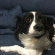 「うちのわんこ」【第2弾!!】＼愛犬の口臭ケアモニター募集／愛犬の動画や写真が商品PRに⁉ラブリービー【20名様】の投稿画像