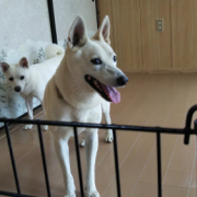 「保護犬くんいらっしゃい！！！！」【第2弾!!】＼愛犬の口臭ケアモニター募集／愛犬の動画や写真が商品PRに⁉ラブリービー【20名様】の投稿画像