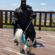 「パピヨン」【第2弾!!】＼愛犬の口臭ケアモニター募集／愛犬の動画や写真が商品PRに⁉ラブリービー【20名様】の投稿画像