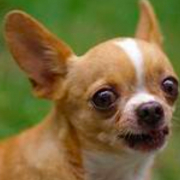 「顔出しＯＫです！」【第2弾!!】＼愛犬の口臭ケアモニター募集／愛犬の動画や写真が商品PRに⁉ラブリービー【20名様】の投稿画像