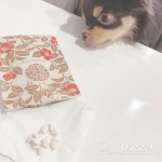 飼い主、るいとひめに見守られながら菌活&腸活生活続けております🙋🏼&zwj;♀️❤️バナナ風味のサプリ飲むだけですけど。笑菌活&腸活してお通じが良くなり、肌のコンディションが良いです🙆&hellip;のInstagram画像