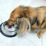 [愛犬＊Pet IgG ペットアイジージー]﻿﻿﻿我が家には16歳のワンコがいます❤️﻿大きな病気もせず、﻿元気に過ごしてくれていますが﻿やはり年齢には勝てず&hellip;﻿﻿&hellip;のInstagram画像