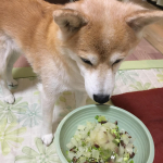 MREフードプラスモニター継続中〜！#柴犬 #shibainu#mreフードプラス #mre成分#MREフードプラス #MREFOODPLUS #MRE成分 #monipla #sta&hellip;のInstagram画像