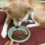 MREフードプラス1ヵ月モニター終了しました❣️錠剤とかじゃなくトロミがあり、味もないので違和感を感じる事なくいつものごはんに混ぜるだけで簡単でした☺️田七人参や霊芝、冬虫夏草などが入ってて病&hellip;のInstagram画像