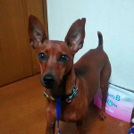 口内ケア商品のモニター参加しました　歯磨き嫌いなエースは、食事と一緒に歯垢除去、だいぶ白くなって来ました。口臭も少しずつ減って来ました。#lovelyb_wisteria 　#ラブリービー 　&hellip;のInstagram画像