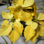 #イエロールクス #ハクサン #hakusan_fan#monipla2020最注目の黄色のポインセチア✨クリスマス🎄によく見るポインセチアは赤なのですが黄色は見たことがなくとても珍し&hellip;のInstagram画像