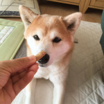 筋トレわんわん、モニターさせて頂きました🐾おやつタイプなのでそのままあげても喜んで食べてくれました☺️柔らかくて手でちぎれるのでシニアわんこにもあげやすいですね👍アレルギーの出にくい鹿肉使&hellip;のInstagram画像