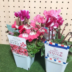 先程、可愛いシクラメンのお花🌼が④種類届きました〜✨④種とも暖色系でこれから咲きはじめるシクラメンの蕾もあります♪成長が楽しみ♪今は出窓に置いて外の空気を&hellip;④種のお花のお名&hellip;のInstagram画像