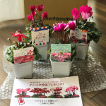 かわいいお花が届きました💖シクラメン4品種セット❤️本当に色々な種類があるんですね〜❣️花が咲いている期間が長く楽しめるということなので嬉しいです😊この度はおうち時間が楽しくなるような企画をありがとう&hellip;のInstagram画像