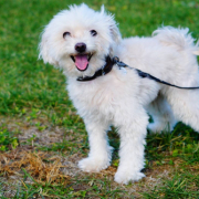 「お散歩大好き♪」【第3弾!!】＼愛犬の口臭ケアモニター募集／愛犬の動画や写真が商品PRに使用させてください。ラブリービー本品【20名様】の投稿画像