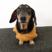 「M.ダックス 10歳です」【第3弾!!】＼愛犬の口臭ケアモニター募集／愛犬の動画や写真が商品PRに使用させてください。ラブリービー本品【20名様】の投稿画像