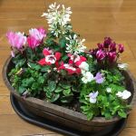 .三連休初日はお花と(&acute;&omega;`)。.朝、シクラメンが届きました(&acute;&omega;`)。ちょっと前にモニプラで応募していた #ハクサン さんのもの。.箱の上部の窓から覗いたら「やあ(・&omega;・)」&hellip;のInstagram画像