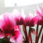 モニプラでシクラメンコレクションに当選😍 4種の珍しいシクラメンが届きました✨💕1枚目:#シクラメンゴブレット2枚目:#シクラメンリリベル3枚目:#シクラメンクレヨン4枚目:#シクラメ&hellip;のInstagram画像