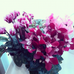 こんにちは😊お花屋さんからシクラメンを頂きました♡クレヨンジックスリリベルゴブレット色んなシクラメンを楽しめて嬉しいです♬冬越しは室内が適しているようなので今年&hellip;のInstagram画像