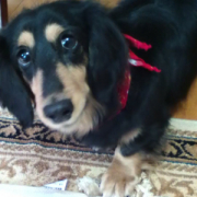 「愛犬」【第3弾!!】＼愛犬の口臭ケアモニター募集／愛犬の動画や写真が商品PRに使用させてください。ラブリービー本品【20名様】の投稿画像