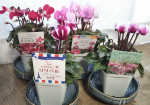 株式会社ハクサン 様からシクラメンのプレゼントを頂きました&hearts;️この時期はやっぱりシクラメンですよね。小さなつぼみが沢山あってこれからが凄く楽しみです✨元々あったシクラメン、ゴブレッ&hellip;のInstagram画像