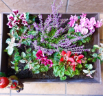 ハクサンさんから秋冬に欠かせないシクラメンをいただきました✨...寄せ植えにしてみました❤️...#シクラメンジックス #シクラメンゴブレット #シクラメン&hellip;のInstagram画像