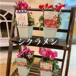 シクラメン💐お部屋にシクラメン飾りました☺️シクラメンを見る度に元気出る✨シクラメンてこんなに種類あるんだねもっと増やして彩りを増やしたいな( &acute; ▽ ` )#シクラメンジ&hellip;のInstagram画像