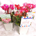 .株式会社ハクサンさんから、「2020秋冬シクラメンコレクション」のおすすめのシクラメンが４品種。.①シクラメン ジックス②シクラメン クレヨン③シクラメン リリベル④シクラメ&hellip;のInstagram画像