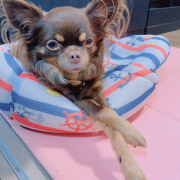 「愛犬」【第3弾!!】＼愛犬の口臭ケアモニター募集／愛犬の動画や写真が商品PRに使用させてください。ラブリービー本品【20名様】の投稿画像