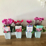 .株式会社ハクサン様からシクラメン　4品種セットをいただきました😄💗お家にお花があるだけで癒されるよね〜💗それに初めてみる種類ばかり🥺💗全部可愛い〜💗さっそくるなと鉢に植え&hellip;のInstagram画像
