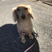 「セルフィー」【第3弾!!】＼愛犬の口臭ケアモニター募集／愛犬の動画や写真が商品PRに使用させてください。ラブリービー本品【20名様】の投稿画像