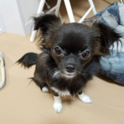 「かりん糖」【第3弾!!】＼愛犬の口臭ケアモニター募集／愛犬の動画や写真が商品PRに使用させてください。ラブリービー本品【20名様】の投稿画像