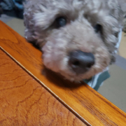 「口臭が気になる……」【第3弾!!】＼愛犬の口臭ケアモニター募集／愛犬の動画や写真が商品PRに使用させてください。ラブリービー本品【20名様】の投稿画像