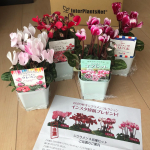 当選記録🍀株式会社ハクサン様の『2020秋冬シクラメンコレクション インスタ投稿プレゼント』に当選し、4種類のシクラメンが届きました🌸❁⃘シクラメンクレヨン クレヨンアートのような&hellip;のInstagram画像