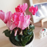 冬のお花と言えばシクラメン！この前はポインセチアを飾りましたが、今度はシクラメンも仲間入り(o・&omega;・o)♡上品な感じのするお花ですよね❁﻿.シクラメンって冬の花のイメージ強いけど、耐寒温度は3&hellip;のInstagram画像
