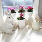 *お花のある生活 💐*かわいい かわいい かわいい ⸝⸝⸝@hakusan_shop_online_official からシクラメンが4種類も届いたよ ♡.&deg;色鮮やかでぱっと明&hellip;のInstagram画像