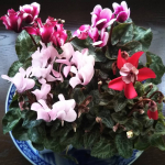 2020秋冬シクラメンコレクション　モニターに当選🎉ハクサンさまより素敵なミニシクラメン4品種をいただきました🎶#シクラメンクレヨン珍しいストライプ模様と淡いピンクのグラデーション&hellip;のInstagram画像