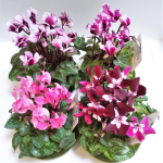 ハクサン様からシクラメン4鉢いただきました。それぞれ個性的で可愛い！　部屋が明るくなりました♡ #シクラメンジックス #シクラメンゴブレット #シクラメンクレヨン #シクラメンリリベル #ハクサン&hellip;のInstagram画像