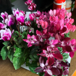 #花のある暮らし ❁❀✿✾素敵な#シクラメン のお花を頂きました♡4種どれも可愛くて部屋が華やかになってます！！・シクラメンって、様々な種類が揃うとかわいい！・4種あるので寄せ&hellip;のInstagram画像