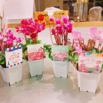 株式会社ハクサン様から、4種類のシクラメンをお試しで頂きました✨我が家は観葉植物は沢山だけど、お花が1つも無かったので嬉しい✨一種類づつ植えようか&hellip;合わせにしようか迷ったけど、合わせにしてみた&hellip;のInstagram画像